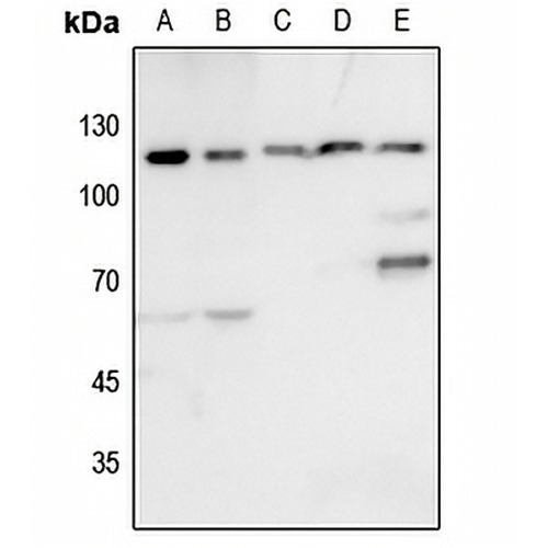 KSR1 Rabbit Polyclonal Antibody
