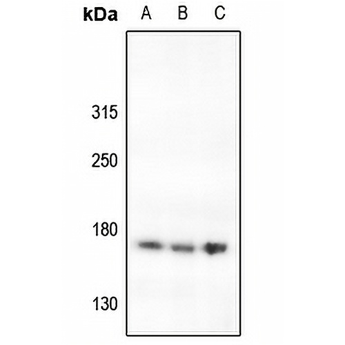 Laminin gamma 3 Rabbit Polyclonal Antibody