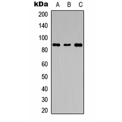 LGR6 Rabbit Polyclonal Antibody
