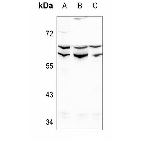 Lamin A/C Rabbit Polyclonal Antibody