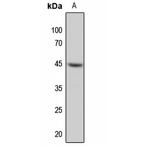 MKK1 Rabbit Polyclonal Antibody