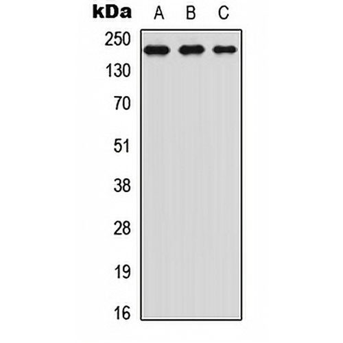 TRAP220 (Phospho-T1457) Rabbit Polyclonal Antibody