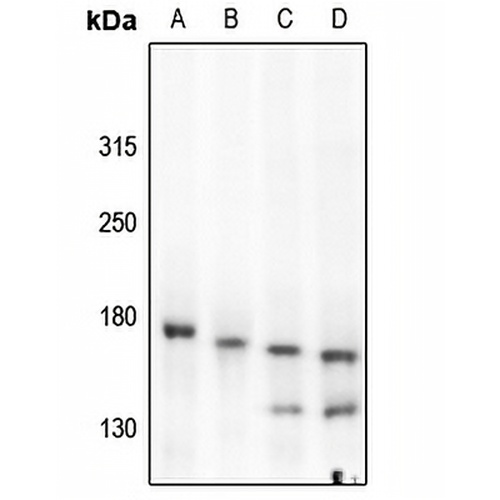 c-Met (Phospho-Y1349) Rabbit Polyclonal Antibody