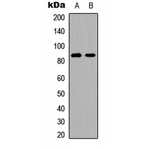 MFN2 Rabbit Polyclonal Antibody