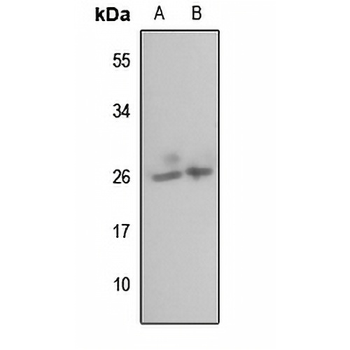 MRPL35 Rabbit Polyclonal Antibody