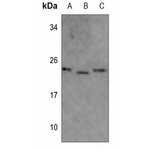 MRPL40 Rabbit Polyclonal Antibody