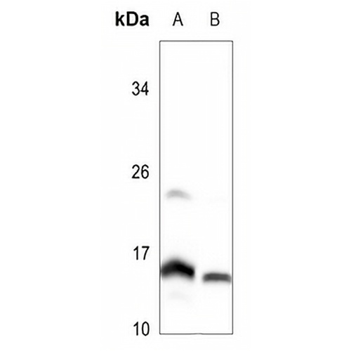 MRPL51 Rabbit Polyclonal Antibody