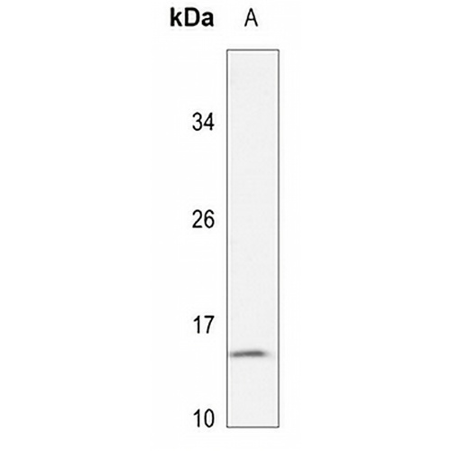 MRPL54 Rabbit Polyclonal Antibody