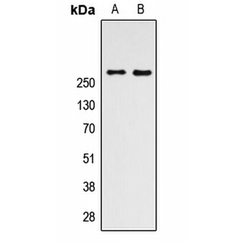 mTOR Rabbit Polyclonal Antibody