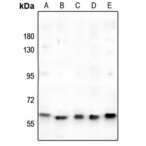 c-Myc Rabbit Polyclonal Antibody