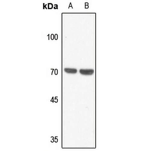 Merlin Rabbit Polyclonal Antibody