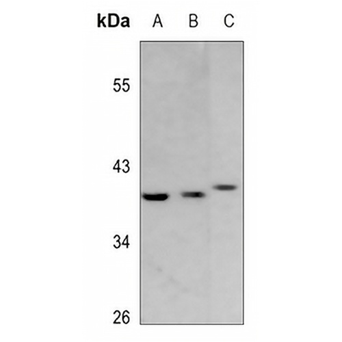 GPR120 Rabbit Polyclonal Antibody