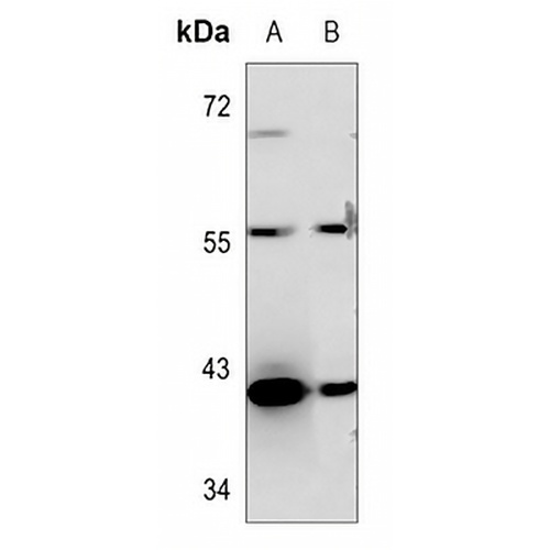 OBCAM Rabbit Polyclonal Antibody