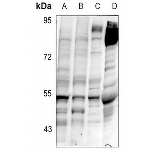 Delta Opioid Receptor (Phospho-S363) Rabbit Polyclonal Antibody