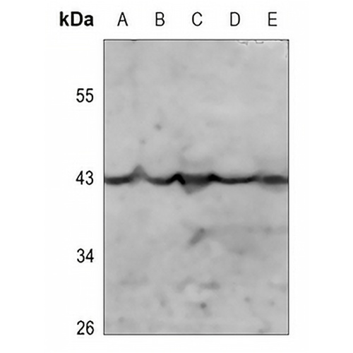 Kappa Opioid Receptor (Phospho-S369) Rabbit Polyclonal Antibody