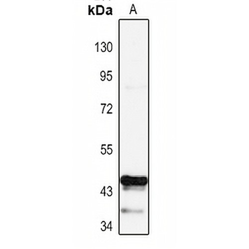 PAX1 Rabbit Polyclonal Antibody