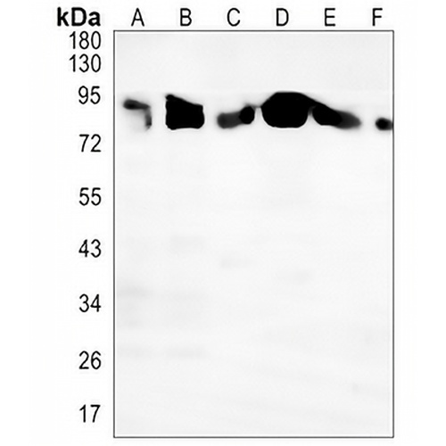 PI3K p85 alpha/p55 gamma (Phospho-Y467/199) Rabbit Polyclonal Antibody