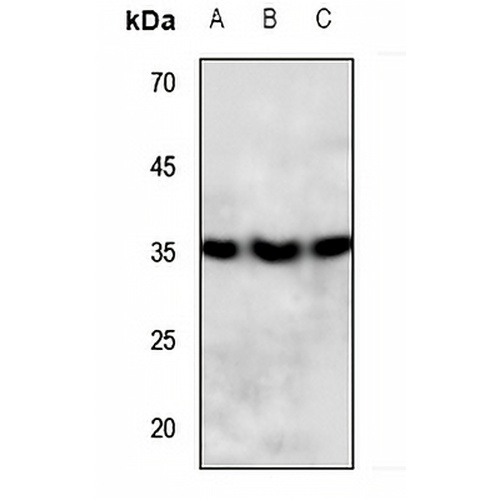 PPT Rabbit Polyclonal Antibody