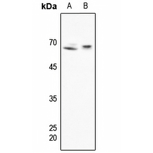 SHPTP1 Rabbit Polyclonal Antibody
