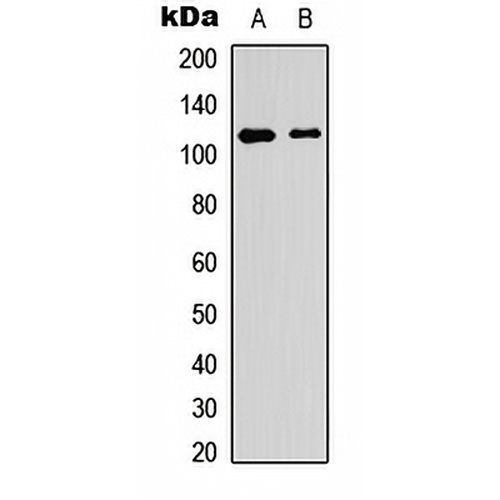 PTP alpha (Phospho-Y798) Rabbit Polyclonal Antibody