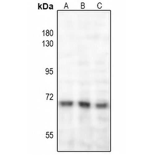 NF-kappaB p65 (Acetyl-K221) Rabbit Polyclonal Antibody
