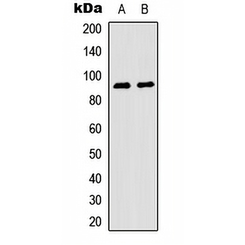 MSK1 (Phospho-S376) Rabbit Polyclonal Antibody