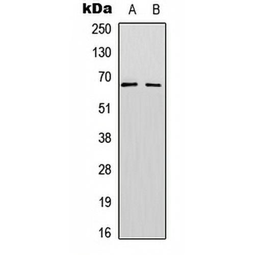 SF1 (Phospho-S82) Rabbit Polyclonal Antibody