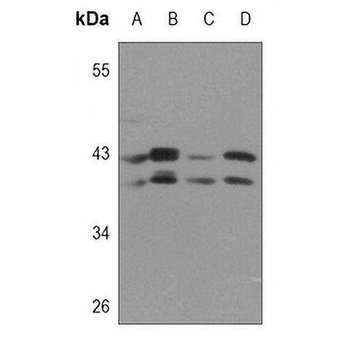 SIRT2 Rabbit Polyclonal Antibody