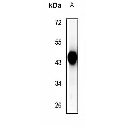SIRT3 Rabbit Polyclonal Antibody