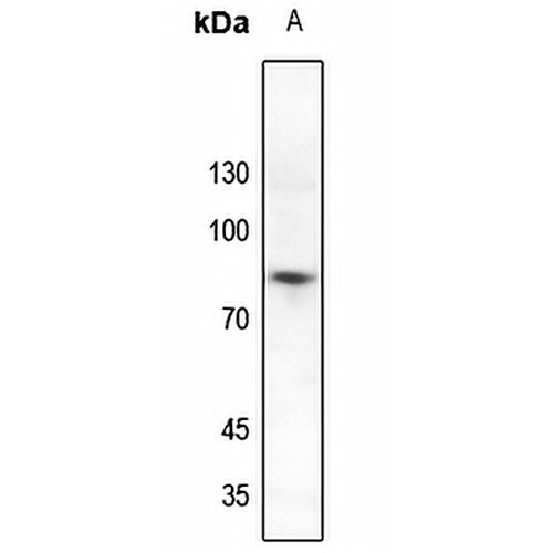 SP1 (Phospho-T739) Rabbit Polyclonal Antibody