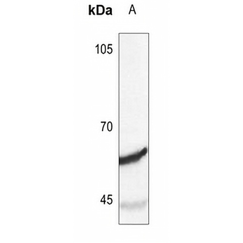 Synaptotagmin Rabbit Polyclonal Antibody