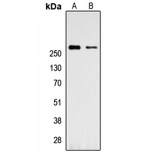 Talin 1 Rabbit Polyclonal Antibody