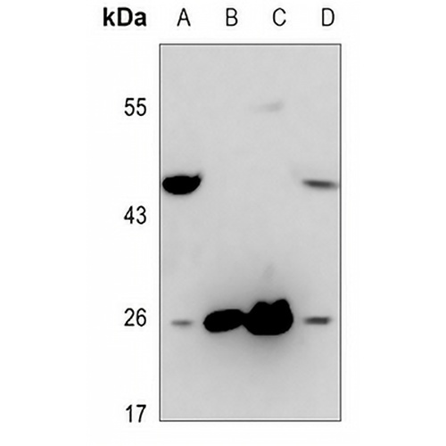 CD153 Rabbit Polyclonal Antibody