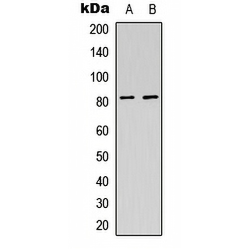 USP44 Rabbit Polyclonal Antibody