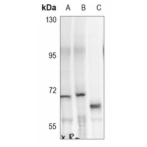 WASP (Phospho-Y290) Rabbit Polyclonal Antibody