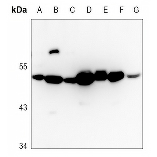 WWOX Rabbit Polyclonal Antibody