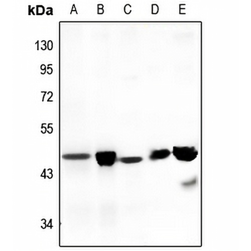 Septin 3 Rabbit Polyclonal Antibody