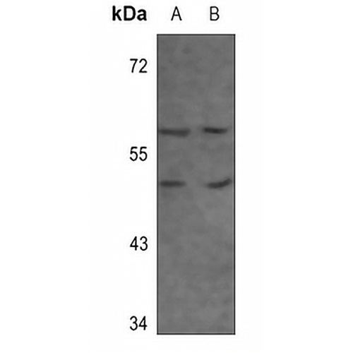 Adenosine A3 Receptor Rabbit Polyclonal Antibody