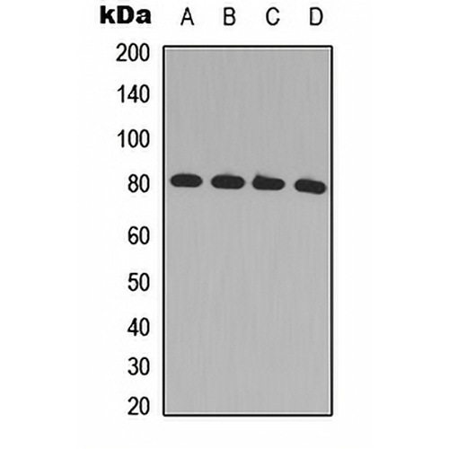 GRK2 Rabbit Polyclonal Antibody