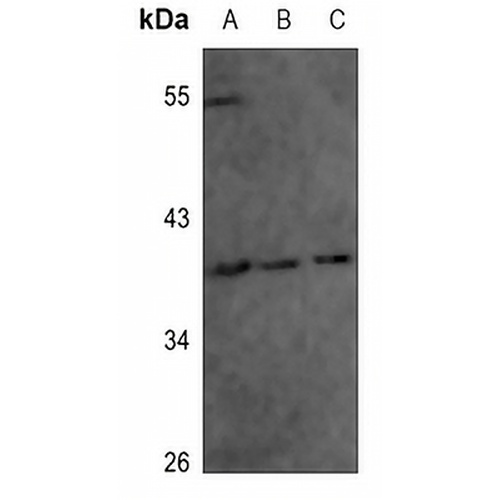 Annexin A1 (Phospho-Y21) Rabbit Polyclonal Antibody