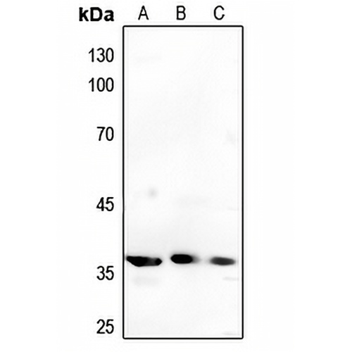 Annexin A1 Rabbit Polyclonal Antibody