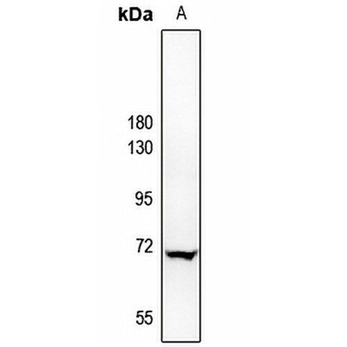 A-RAF Rabbit Polyclonal Antibody