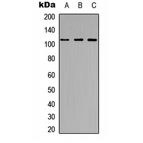 GEF H1 Rabbit Polyclonal Antibody