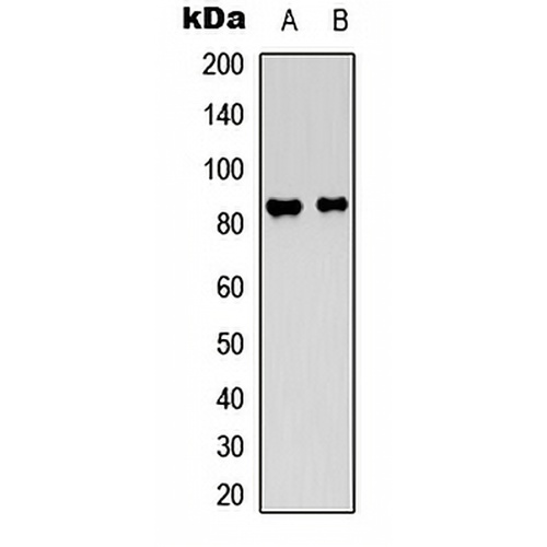 Ataxin 1 Rabbit Polyclonal Antibody