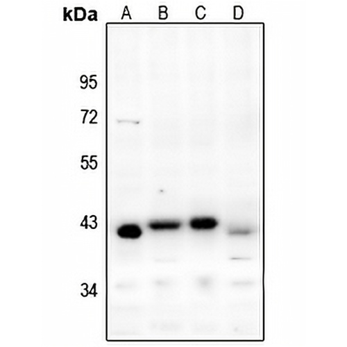 Aurora B Rabbit Polyclonal Antibody