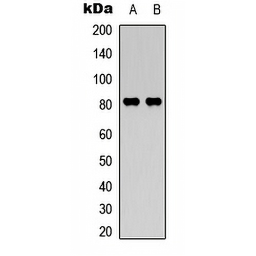 Calpain 11 Rabbit Polyclonal Antibody
