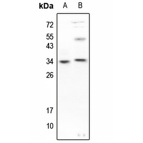 Caspase 3 (Phospho-S150) Rabbit Polyclonal Antibody