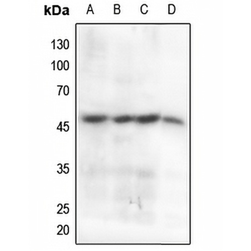 Cyclin B1 (Phospho-S147) Rabbit Polyclonal Antibody
