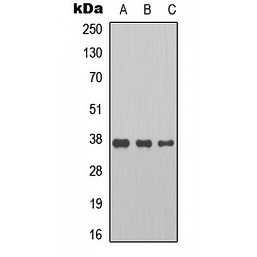 Cyclin H Rabbit Polyclonal Antibody