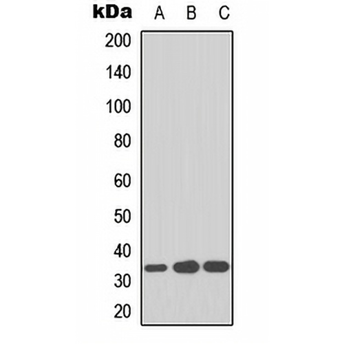 CDK2 Rabbit Polyclonal Antibody